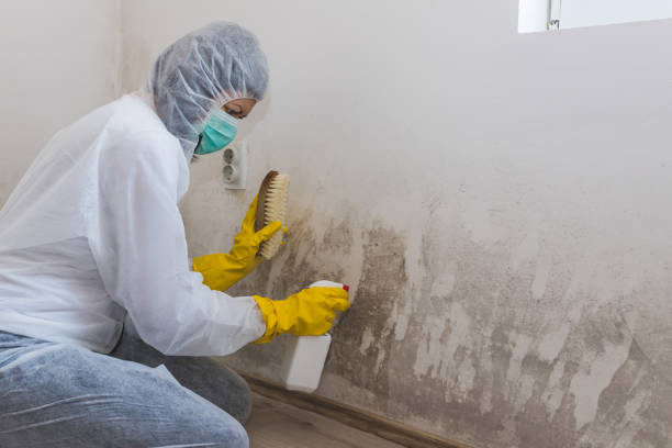 Professional Mold Removal in Hayneville, AL